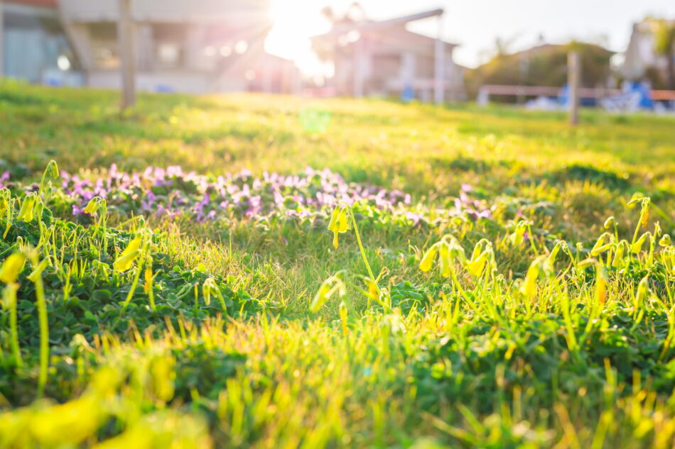 Spring Lawn Care Checklist: Getting Ready for a Lush Yard