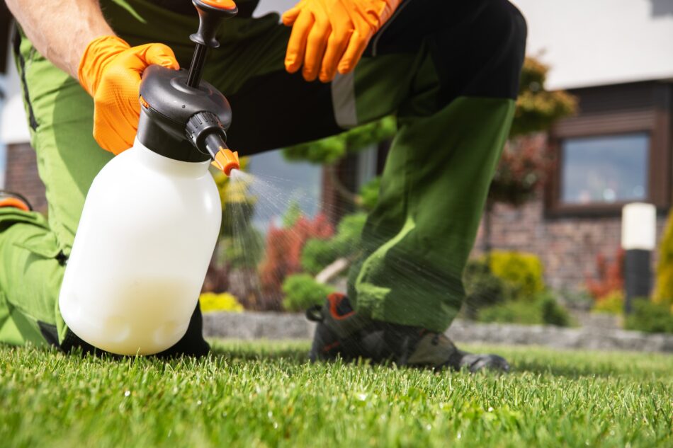 How to Identify and Get Rid of Common Lawn Weeds