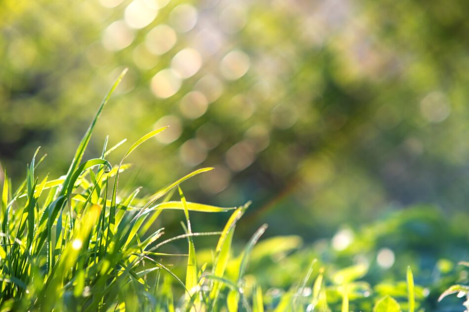 Summer Lawn Care Tips to Prevent Heat Stress