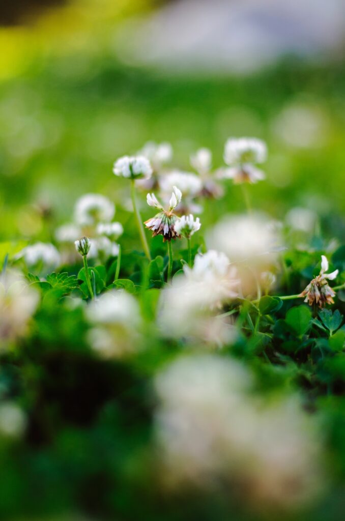 Clovers