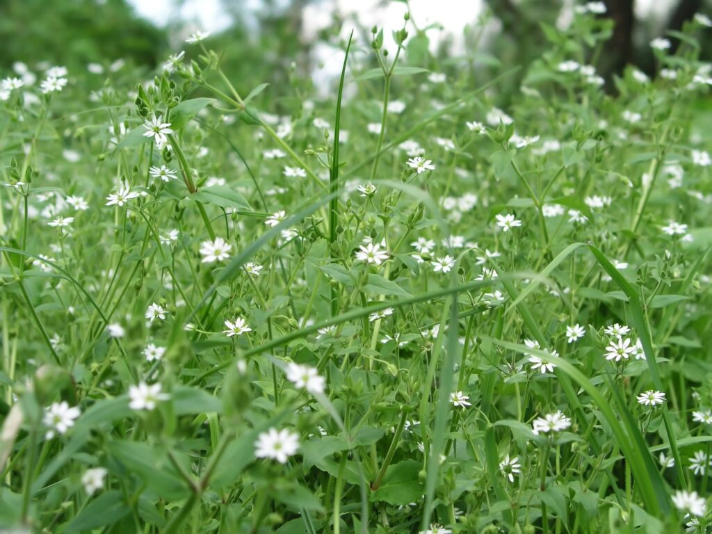 Chickweed