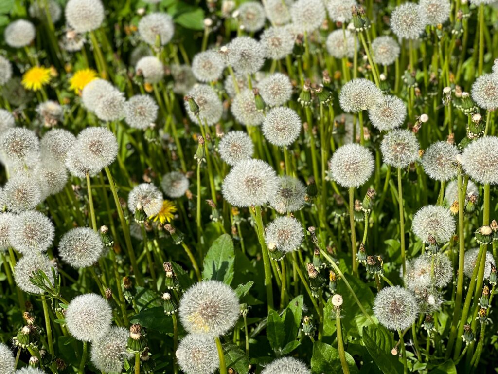 Dandelions