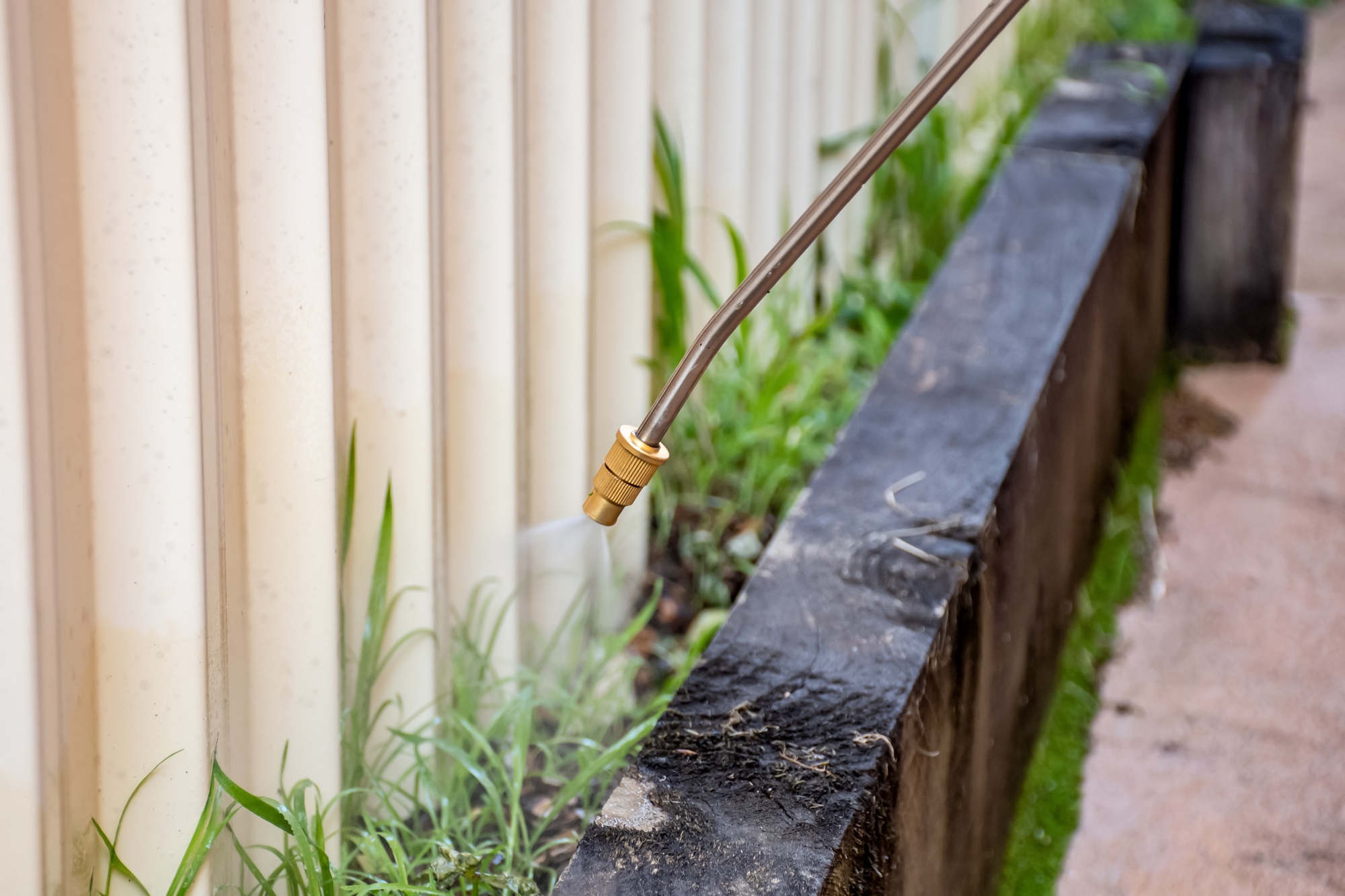 Spraying weed killer herbicide to control unwanted plants on a backyard