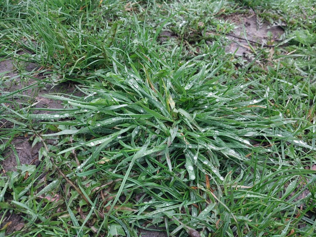 Crabgrass